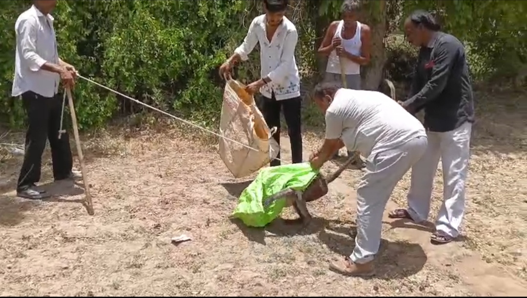 પાટણ તાલુકાના ભલગામમાં ઘાયલ કપિરાજનું સફળ રેસ્ક્યુ, વન વિભાગ અને અબોલ જીવ સેવા ટ્રસ્ટની કામગીરી